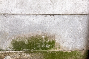 Mold on basement wall.