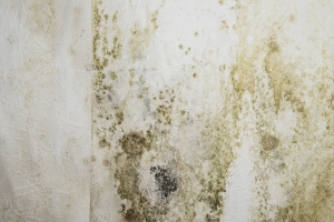 Mold growth and mildew stains spreading across damp basement wall in Maryland home
