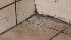 Mold on tile flooring