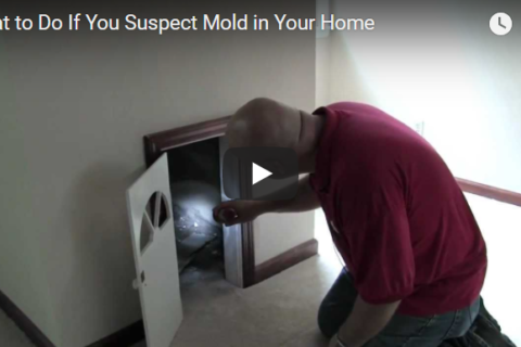 mold checklist