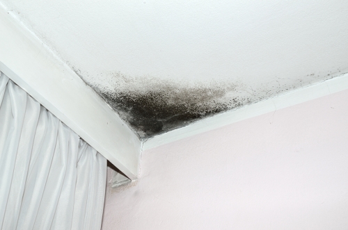 Mold growth on a basement wall illustrates the necessity of mold prevention in Maryland