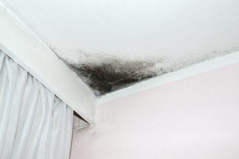 Black Mold Removal Services in Baltimore, MD