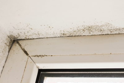 signs of mold in your home