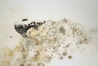Mold in a Home