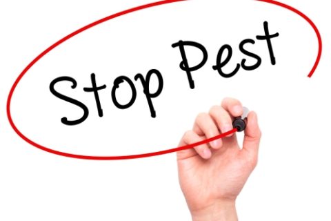 Pest Control Services in Baltimore, MD