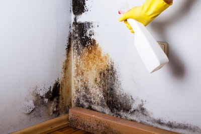 Person cleaning up a moldy wall