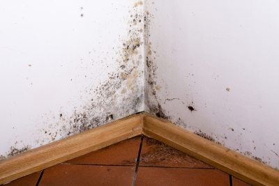 Mold Removal Process