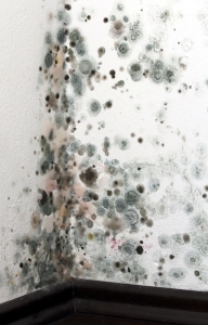 mold growing after flood