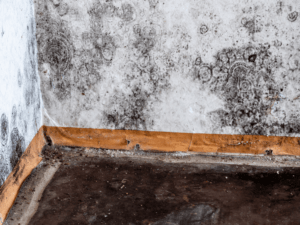 Black Mold Growing On Damp Wall