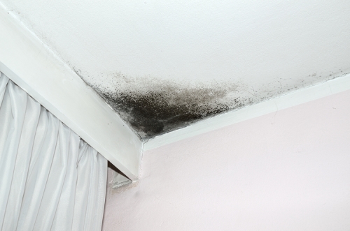 Black Mold Remediation in Maryland