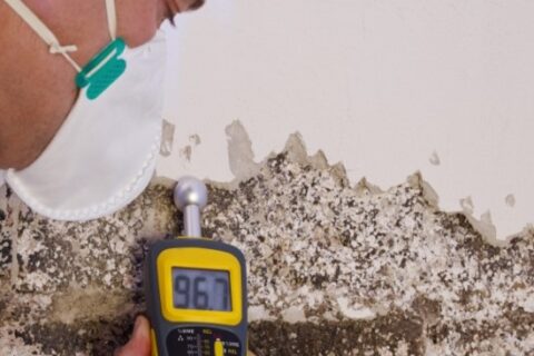 Signs of Mold in Maryland