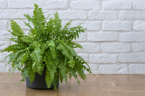 air purifying indoor plant