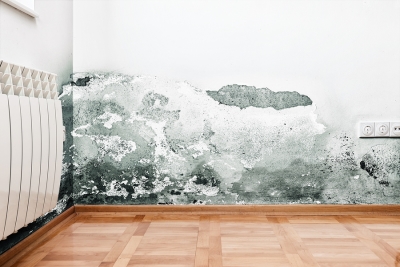 Wet Basement Mold Growth in Maryland