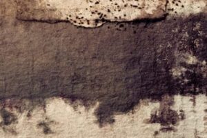 Removing Mold from Basement Walls for Health Safety in Maryland